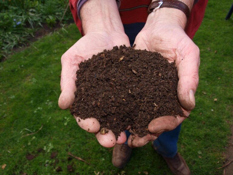 Using Food Scraps For Compost