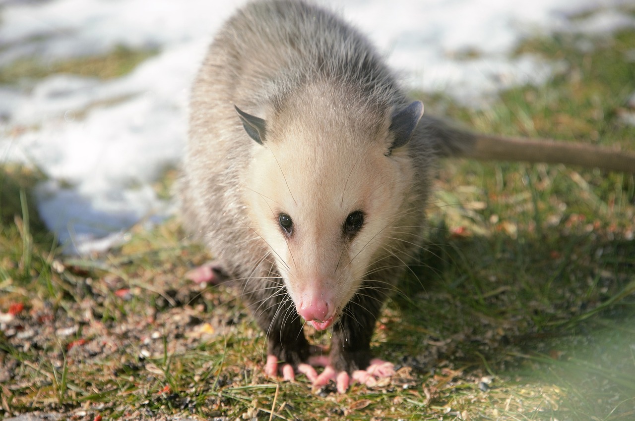 If you do not live in the south then you probably have never enjoyed a delicious bowl of possum (opossum) stew. Possum stew is like any other stew, a blend of meat, vegetables, herbs and spices. The method of cooking it, and the ingredients used, are what gives it either a great taste, or a pot of mess that not even a starving buzzard would eat.