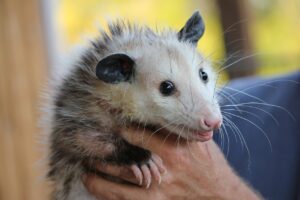 This is a Possum