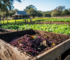 Raising Worms for Composting